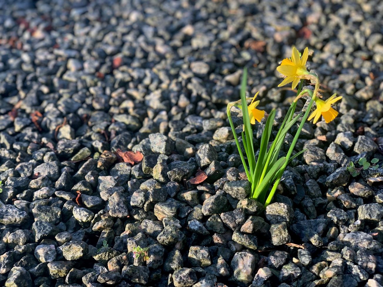 Schottergärten unter der Lupe